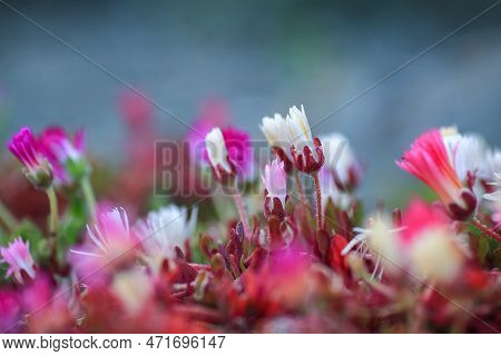 Blooming Colorful Dorotheanthus Bellidiformis