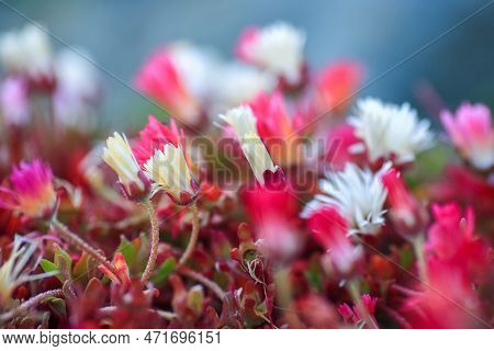 Blooming Colorful Dorotheanthus Bellidiformis
