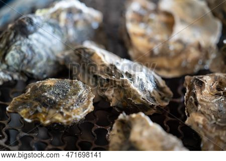Grilled Fresh Oyster In Taiwan, Famous Street Food.