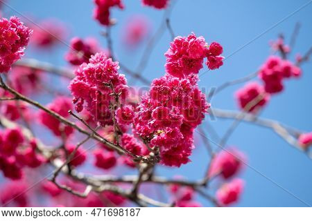 Beautiful Yae Sakura Cherry Blossom Blooming In Taiwan.