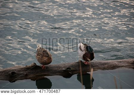 Italy, Trentino Alto Adige: Birds Of The Levico Lake.
