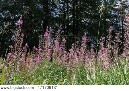 Alpine Pink Flowers Willowherb And Mountain Fir Tree In The Background.