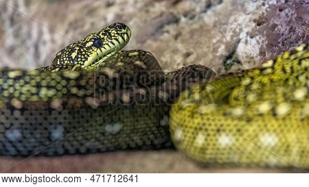 Diamond Python, Morelia Spilota Spilota, Otherwise Known As The Carpet Python, Is A Constrictor Snak