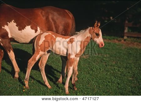 American Paint Horse Colt