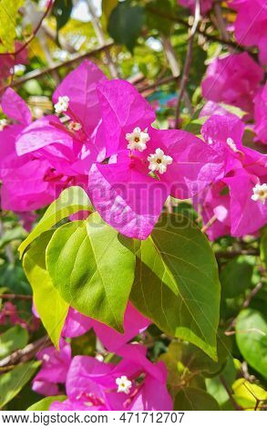 A Beautiful And Charming Pink Flower With Another Small White Flower In The Center, Surrounded By Gr