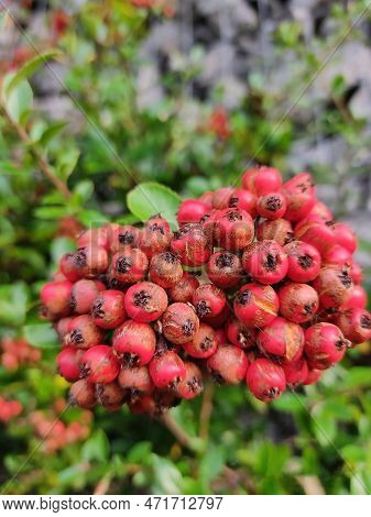 Pryracantha Coccinea - Europan Firethron Plant ,berries, Red Colour Berries