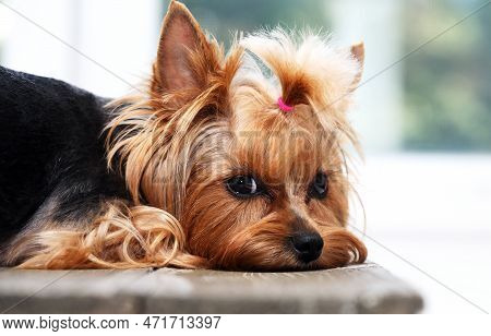 Alone Funny Puppy Yorkshire Terrier With Fun Face Portrait