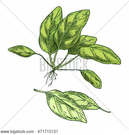Vector Image Of Spinach Plant. Sketch Illustration Of Edible Plant, Salad Plant-based Ingredient. Vi