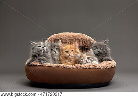 Little Kittens Are Sitting In A Cat Bed, Little Kittens Are Playing In A Cat Bed On A Gray Backgroun