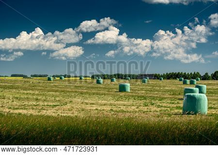 Round Haylage Bales Wrapped In White Plastic Fermenting Under The Sun On The Canadian Prairies Near 