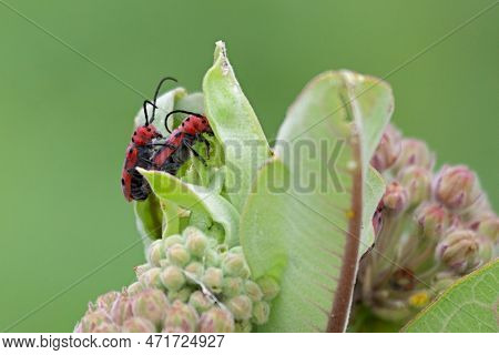 Two Milkweed Insects Mate On The Top Of A Milkweed Blossson