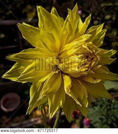 Wonderful Garden With A Yeallow Flower Pic
