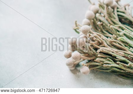 Brunia Flower Background With Copy Space. Brunia Is An Exotic Flower, Used In Professional Floristic
