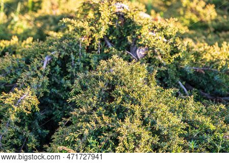 Juniper Green Branch Close Up On Blurred Background. Juniperus Excelsa, Commonly Called The Greek Ju