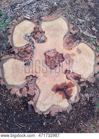 A Cut Of A Tree In A City Park Close-up.wood Saw Cut.