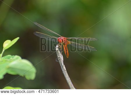 Dragonfly Sitting On A Stick, Red Dragonfly Sitting On Dry Tree Stick, Dragonfly Sitting On Stick In