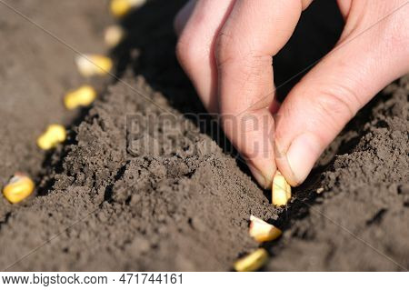 Close Up View On Farmer Hand Puts Corn Seed Into The Ground. Planting Seeds In The Ground. Sowing Co