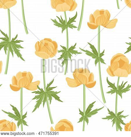 Seamless Pattern With Globeflower, Field Flowers, Vector Drawing Wild Plants At White Background, Fl