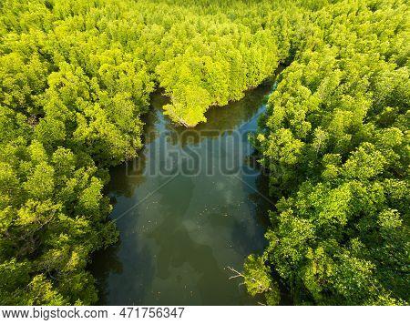 Amazing Abundant Mangrove Forest Aerial View Of Forest Trees Rainforest Ecosystem And Healthy Enviro