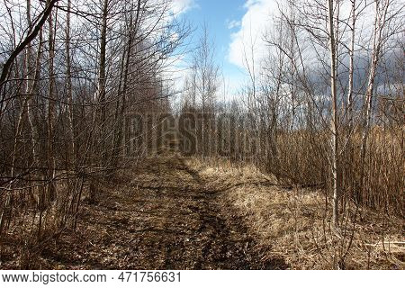 Sunny Spring Day. The Old Dirt Road Covered With Rotten Leaves Lies Among Young Trees And Bushes. On