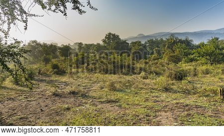 Lush Trees And Bushes Grow In The Jungle. There Is A Spotted Deer Axis In The Clearing. A Mountain R