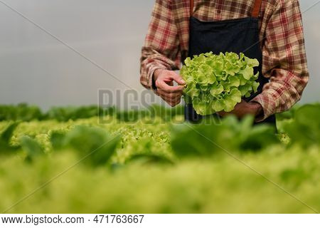 Businessperson Or Farmer Checking Hydroponic Soilless Vegetable In Nursery Farm. Business And Organi