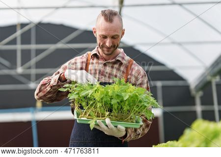 Businessperson Or Farmer Checking Hydroponic Soilless Vegetable In Nursery Farm. Business And Organi