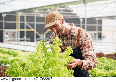 Businessperson Or Farmer Checking Hydroponic Soilless Vegetable In Nursery Farm. Business And Organi
