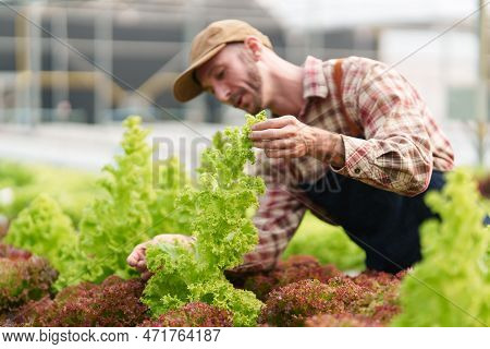 Businessperson Or Farmer Checking Hydroponic Soilless Vegetable In Nursery Farm. Business And Organi
