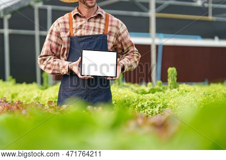 Businessperson Or Farmer Checking Hydroponic Soilless Vegetable In Nursery Farm. Business And Organi