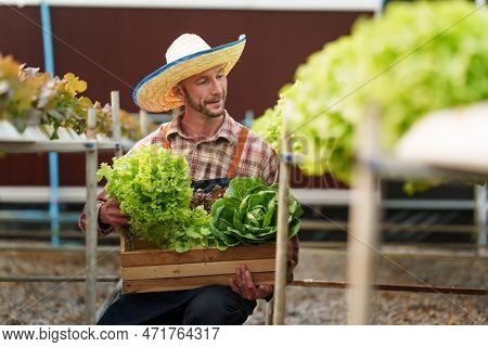 Businessperson Or Farmer Checking Hydroponic Soilless Vegetable In Nursery Farm. Business And Organi