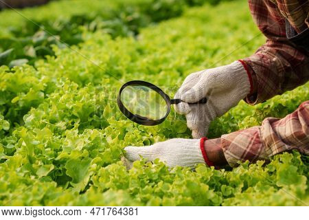 Businessperson Or Farmer Checking Hydroponic Soilless Vegetable In Nursery Farm. Business And Organi