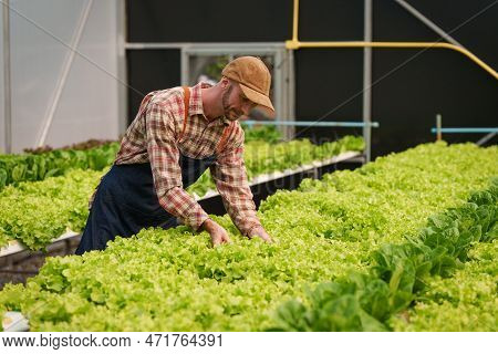 Businessperson Or Farmer Checking Hydroponic Soilless Vegetable In Nursery Farm. Business And Organi