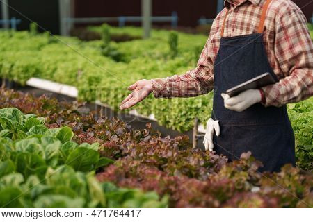 Businessperson Or Farmer Checking Hydroponic Soilless Vegetable In Nursery Farm. Business And Organi