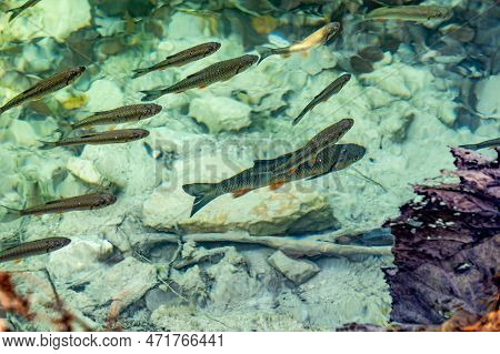 Detail Of Fish Under Water In Nature In Plitvice Lakes National Park During Colorful Autumn, Croatia