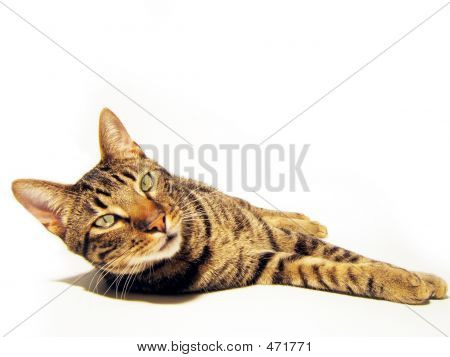 Chat isolé