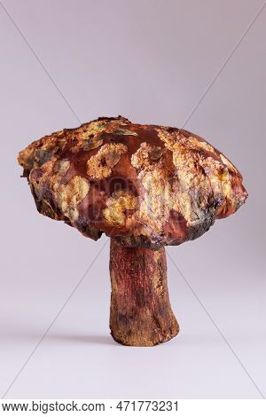 Big Slippery Jack Edible Mushroom Over White.