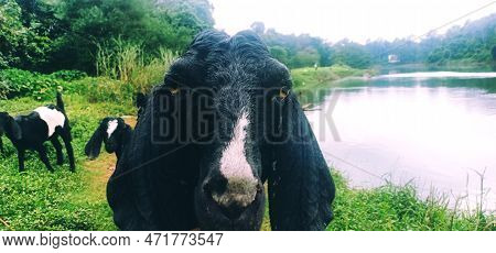 Black Tiroler Bergschaf On The Bank Of River Looking At Camera