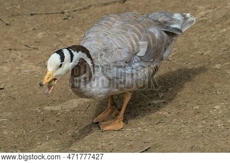The Bar-headed Goose. Wild Live Bird Is Looking For Food. Bright Sunny Day.