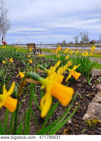 Narcissus Jonquilla And A Empty Bench A View From Ireland