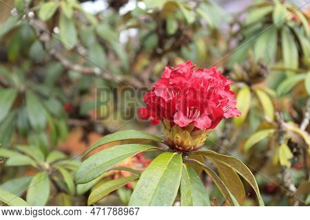 Rhododendron Arboreum Subsp. Closeup Rhododendron Arboreum, Ericaceae. Beautiful Blooming Red Flower