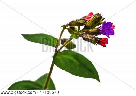 A Single Stem Of A Lungwort With An Inflorescence Of Pink And Purple Flowers. Raster Clipart Of The 