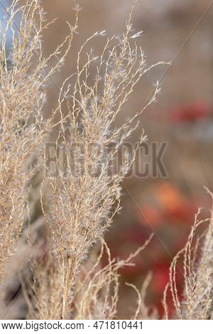 Reed Grass (calamagrostis)