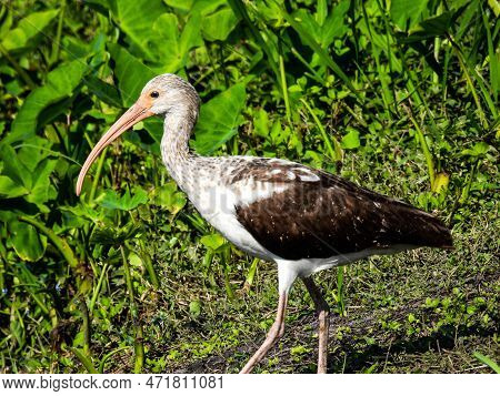 Immature White Ibis At Lake Apopka Wilflife Refuge