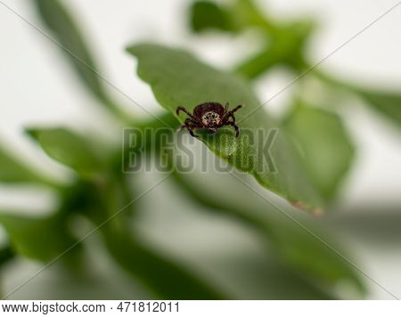 Infectious Parasitic Insect Dermacentor Dog Tick Arachnid On A Green Plant Leaf.
