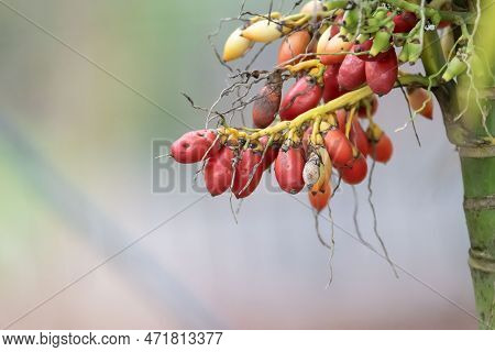 Red Fruits Of A Wild Areca Palm, Areca Triandra