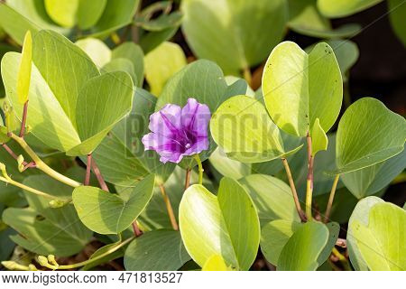 Flower Of A Beach Morning Glory, Ipomoea Pes Caprae