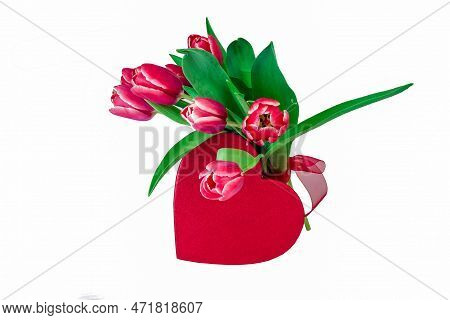 Beautiful Red Tulips Isolated  On White Background