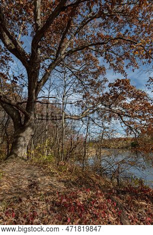 The Dupage River Is Scene Through The Braches Of A Autumn Oak Tree, Hammel Woods Forest Preserve, Wi