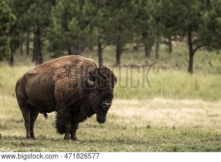 Lethargic Looking Male Bison Stands In Field In Theodore Roosevelt National Park